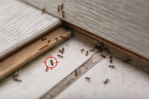 Christiansburg, VA Pest Control Company